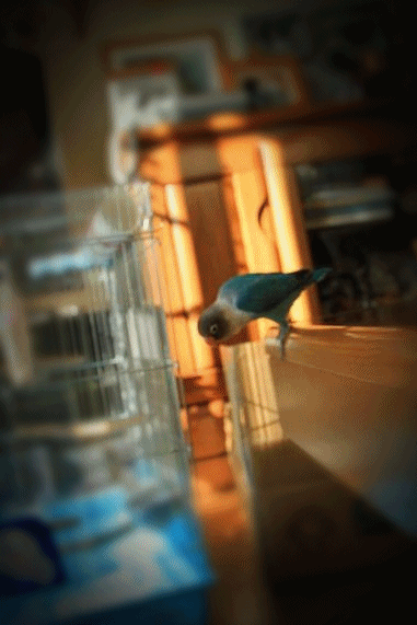 c0145250_200173.gif