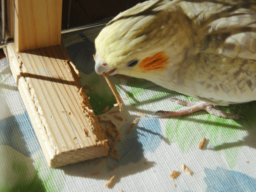 b0240299_11193718.gif