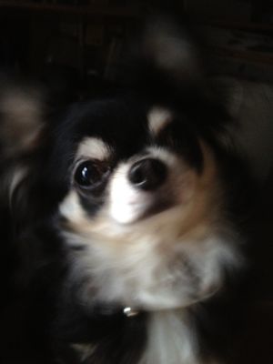 e0177509_10145034.jpg
