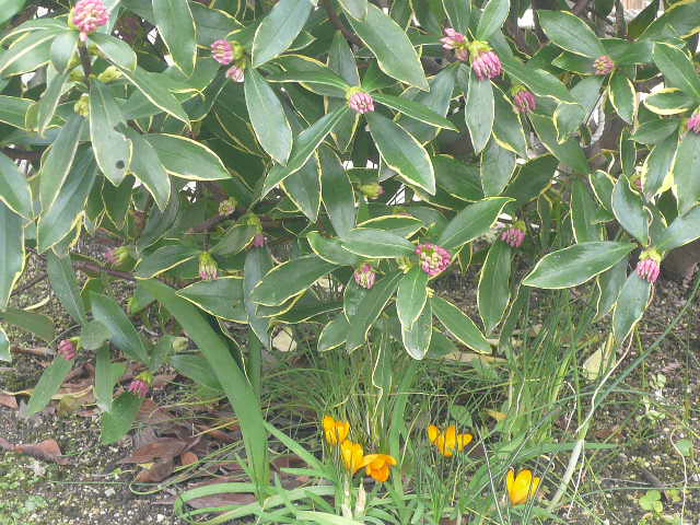 e0026017_1422010.jpg
