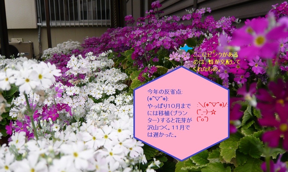 a0206332_913256.jpg