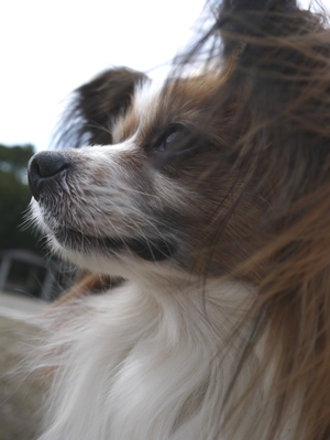 e0100046_21371768.jpg