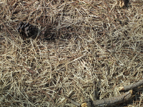 a0162251_121346.jpg