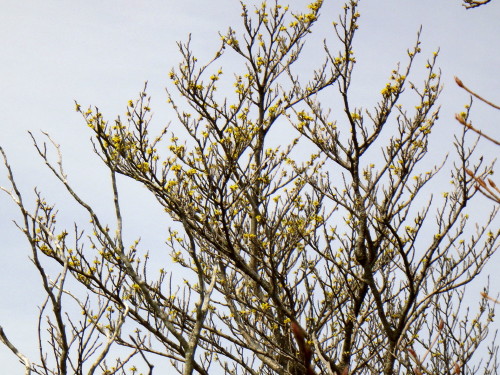 c0179351_21132476.jpg