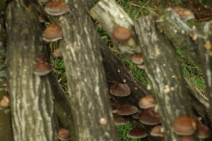 e0163212_23362774.jpg
