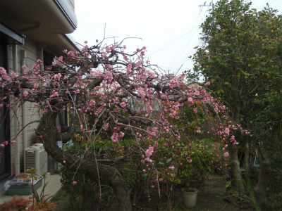 b0008825_11152086.jpg