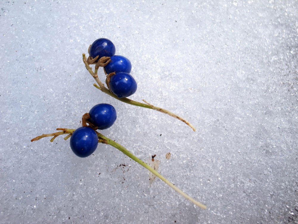 e0009147_993351.jpg
