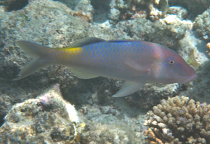 f0190653_20541492.jpg