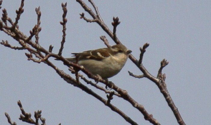 e0197884_11242544.jpg