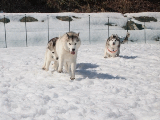 b0207615_2249133.gif