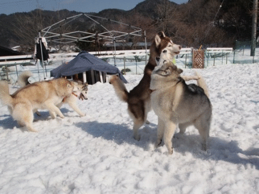b0207615_22512071.gif