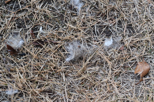 b0197418_20324146.jpg