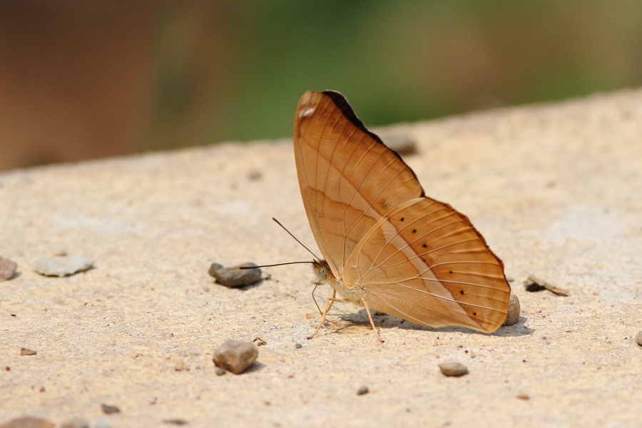 a0094850_9303015.jpg