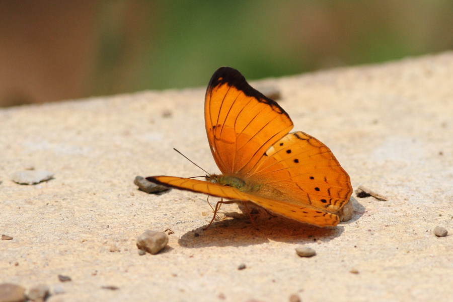 a0094850_9303894.jpg