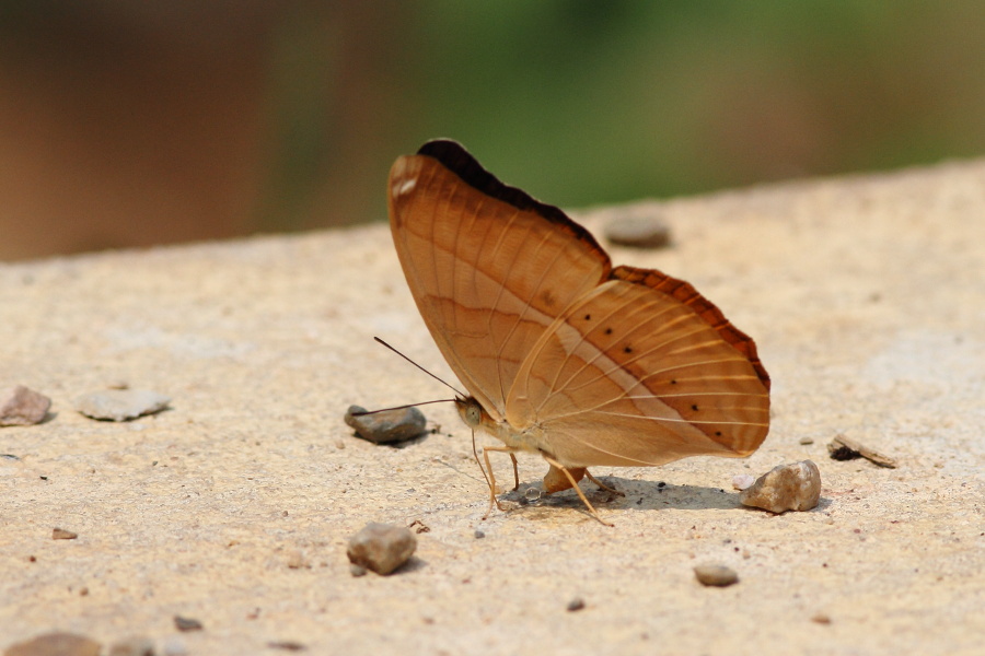 a0094850_9304886.jpg