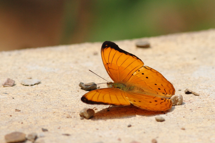 a0094850_931594.jpg