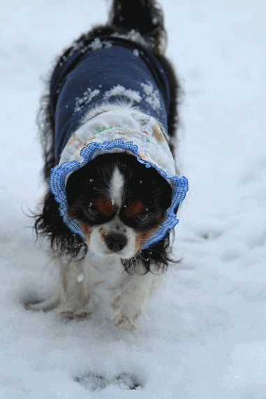 c0145250_13515475.gif