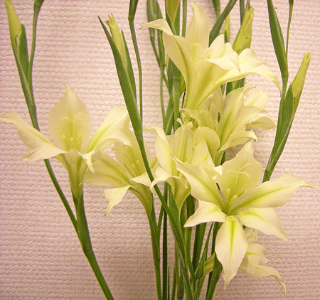 a0001354_22522946.gif
