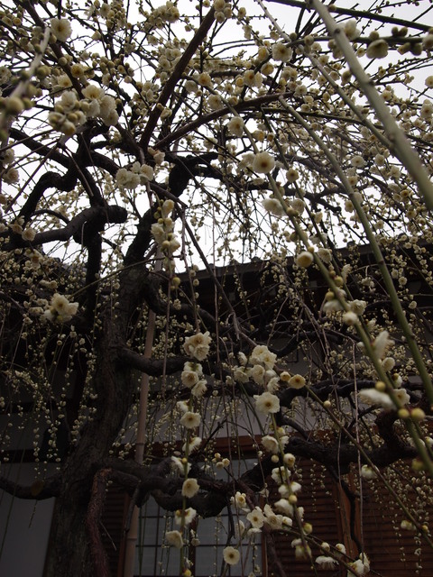 c0144868_1827931.jpg