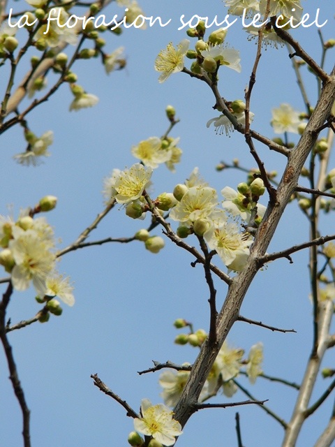 a0147281_1241268.jpg