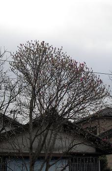 e0130185_1137868.jpg