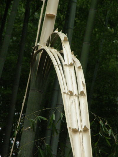 e0017396_21261397.jpg