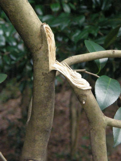 e0017396_22104442.jpg