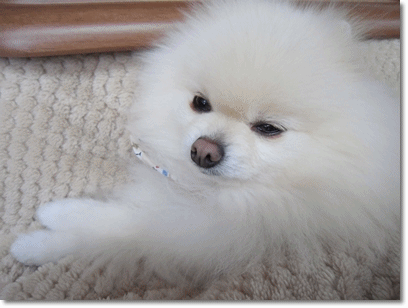 b0167519_975889.gif