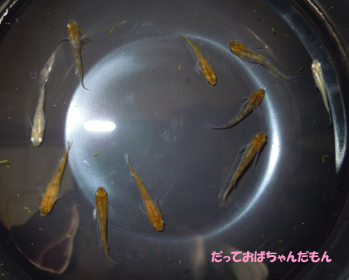 e0097534_17174535.jpg