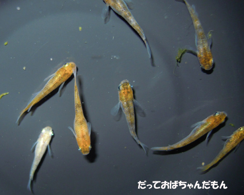 e0097534_17181279.jpg