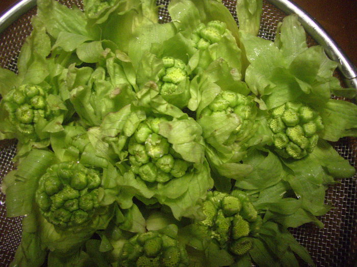 e0185092_2046467.jpg