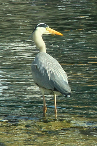 b0014607_833775.jpg