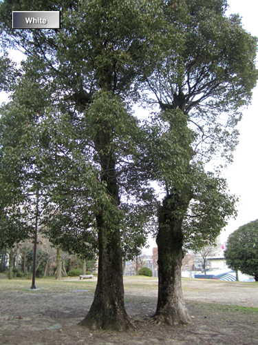 c0227134_7295018.jpg
