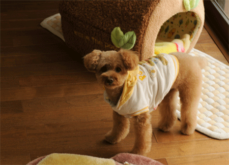 c0196673_20571659.gif