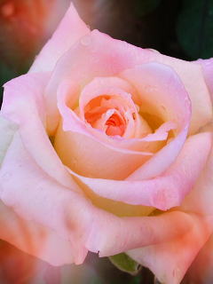c0074000_2042549.jpg