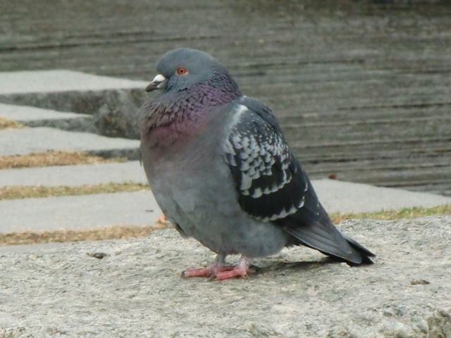 a0101404_21145465.jpg