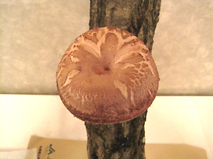 a0177205_1724249.jpg