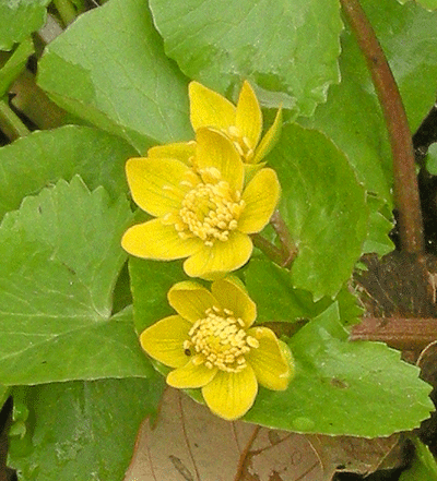 a0001354_19452145.gif