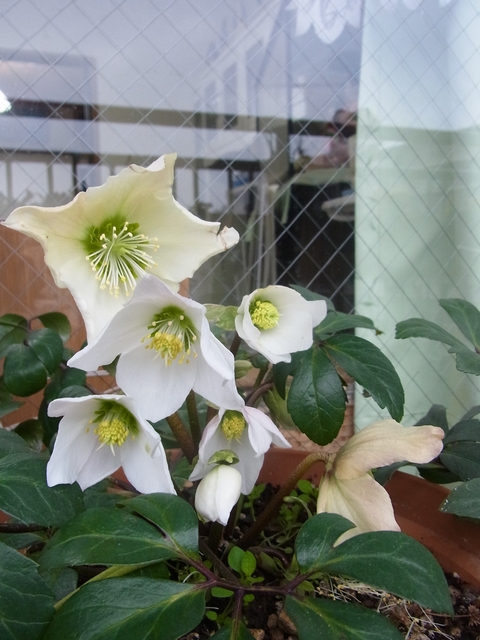f0014980_18292550.jpg