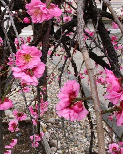 a0031000_22214341.jpg