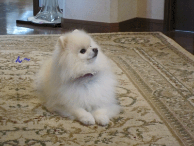 b0167519_17264799.gif