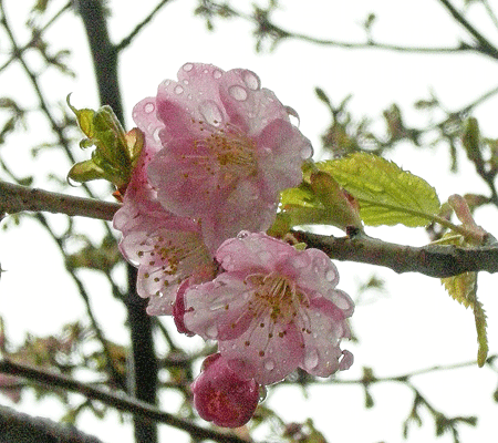a0001354_20431634.gif
