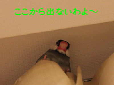 b0158061_21554113.jpg