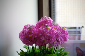 f0054677_8153318.jpg