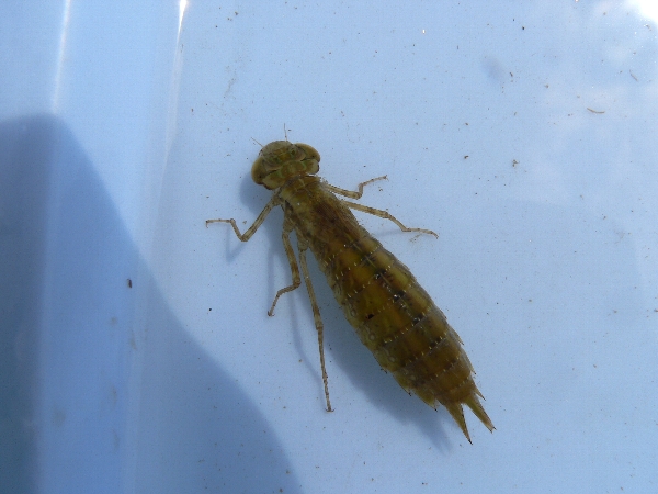 e0002314_2323512.jpg