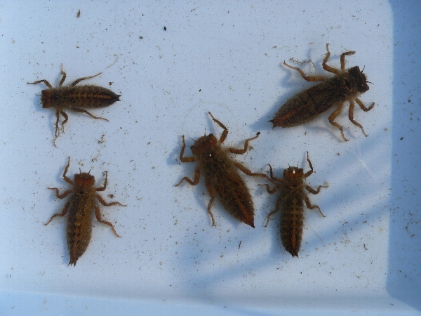 e0002314_2341427.jpg