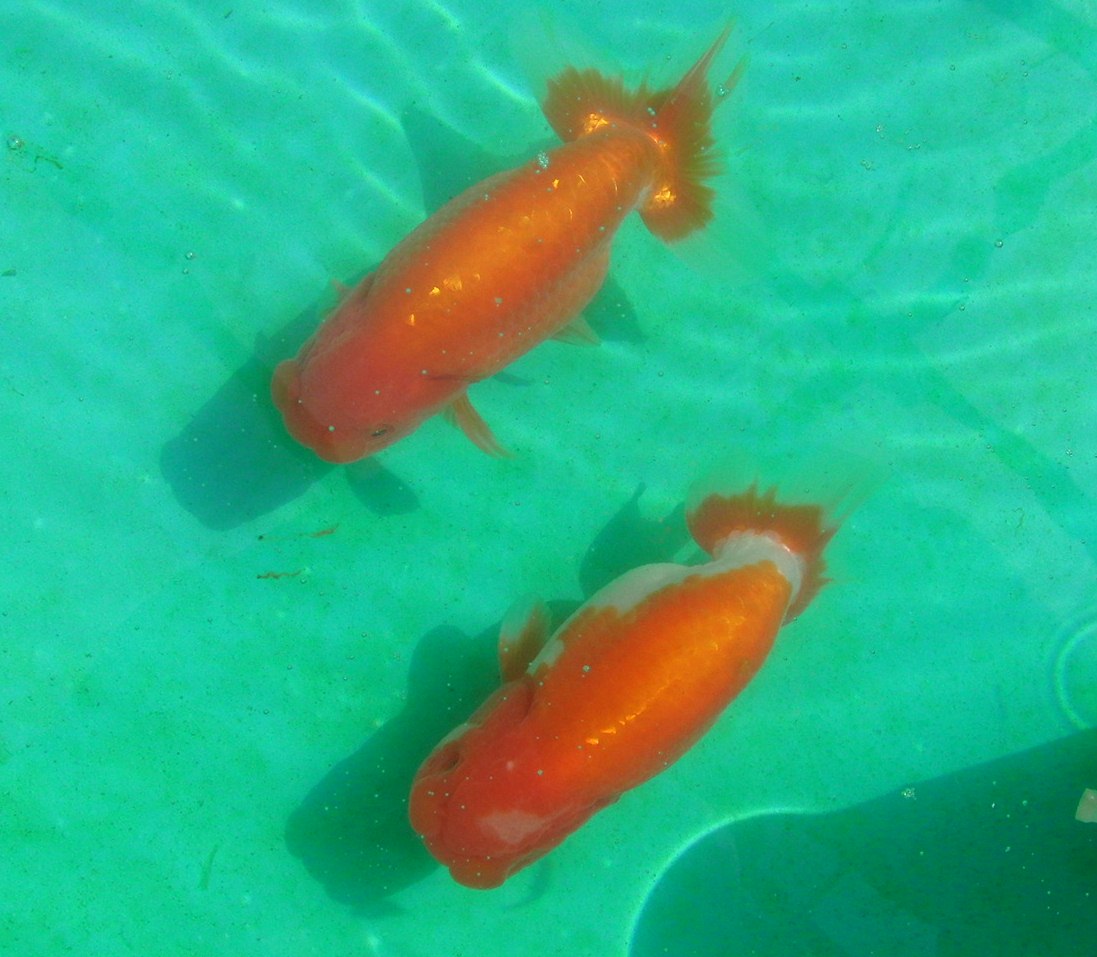c0020725_11441271.jpg