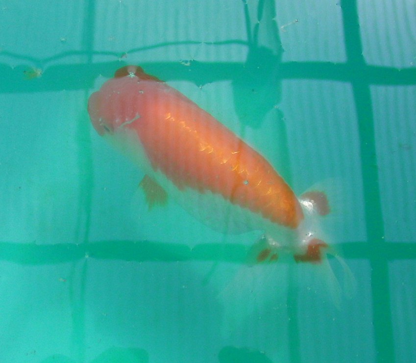 c0020725_1144393.jpg