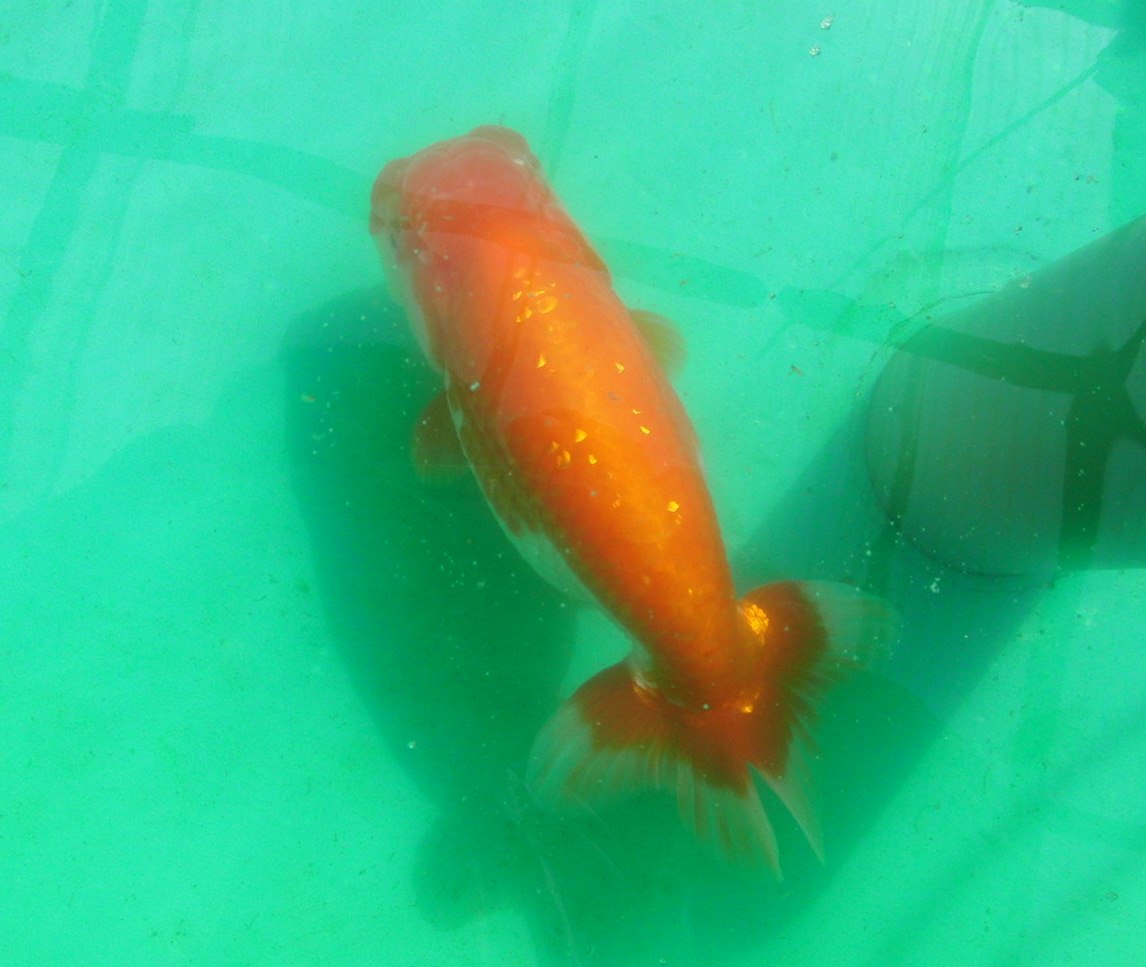 c0020725_1144559.jpg