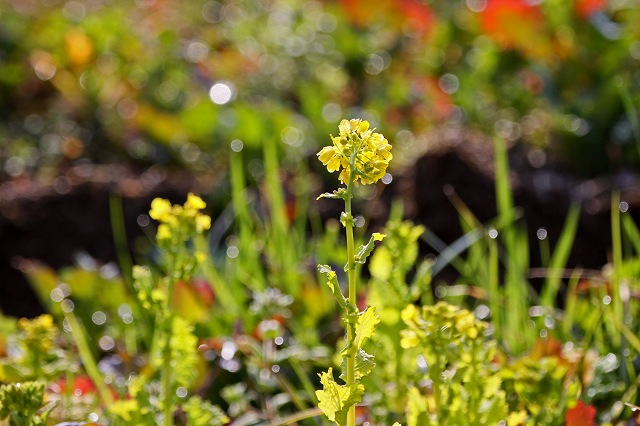 a0242438_178618.jpg
